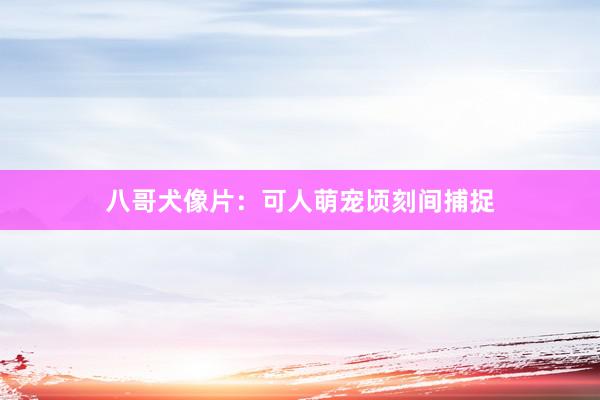 八哥犬像片：可人萌宠顷刻间捕捉